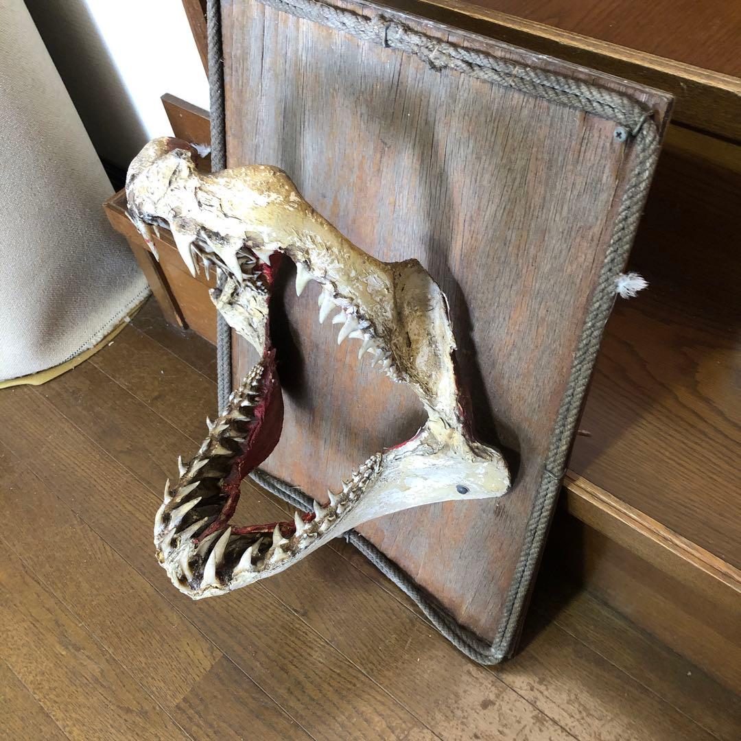 ホオジロ鮫の顎骨格標本￼