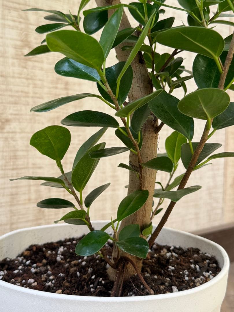 ☆ パンダガジュマル 118cm 8号 緩やかな曲がり幹♪