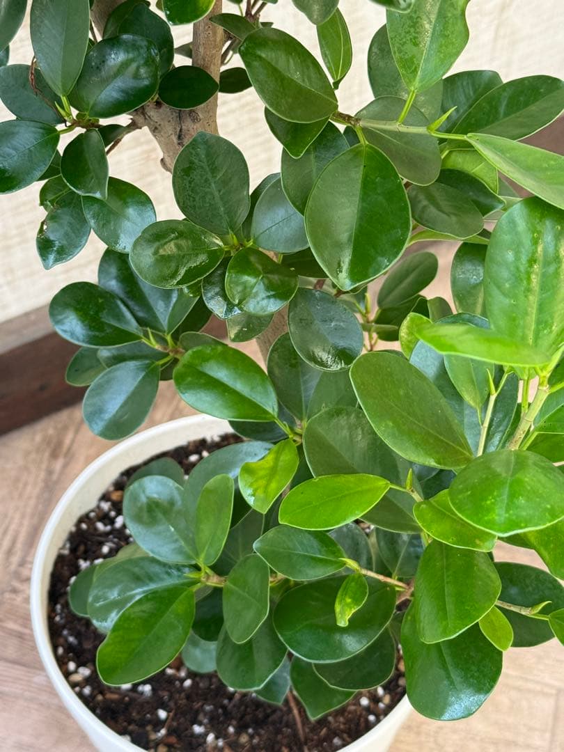 ☆ パンダガジュマル 118cm 8号 緩やかな曲がり幹♪