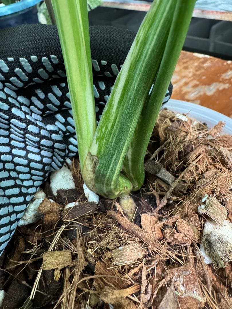 LG2モンステラ　レガシー　美斑入り株