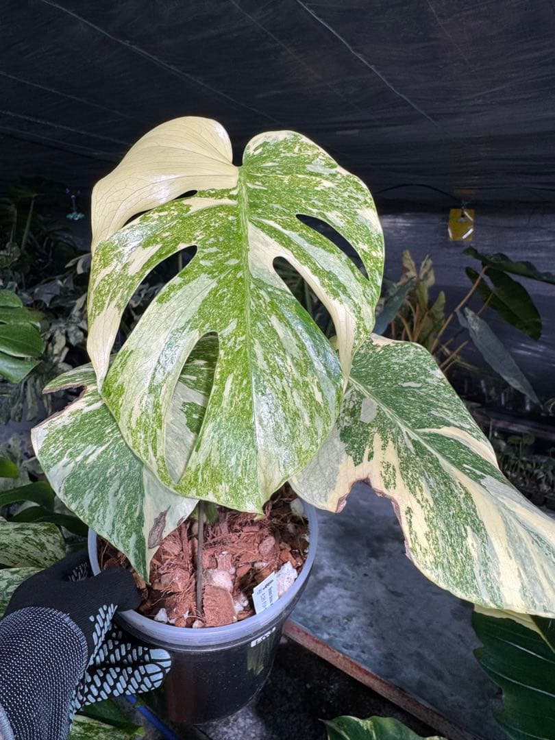 LG2モンステラ　レガシー　美斑入り株