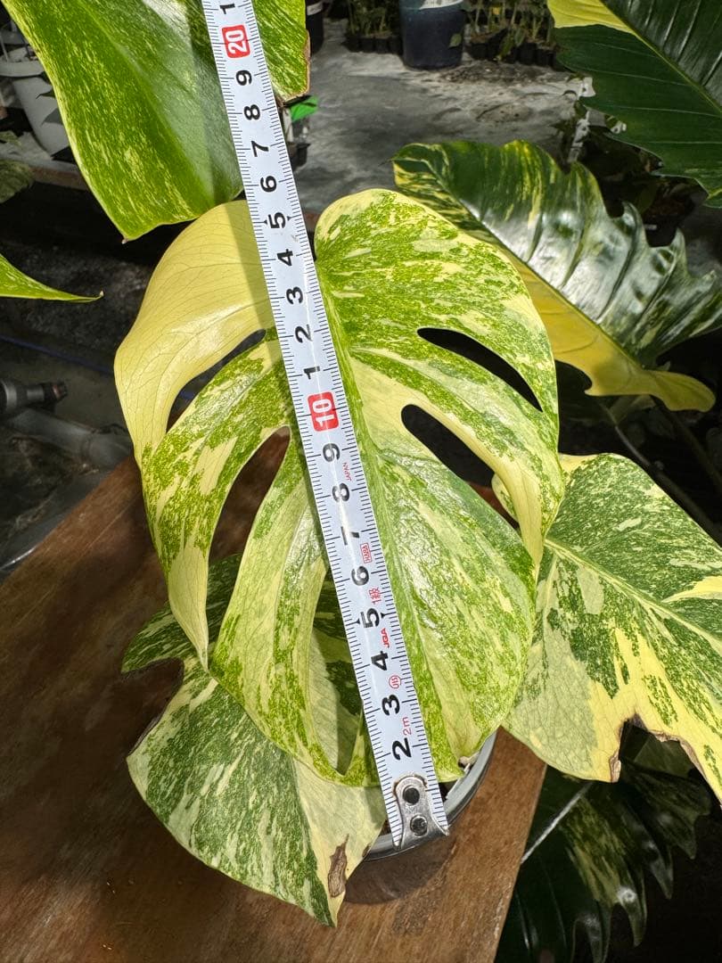 LG2モンステラ　レガシー　美斑入り株