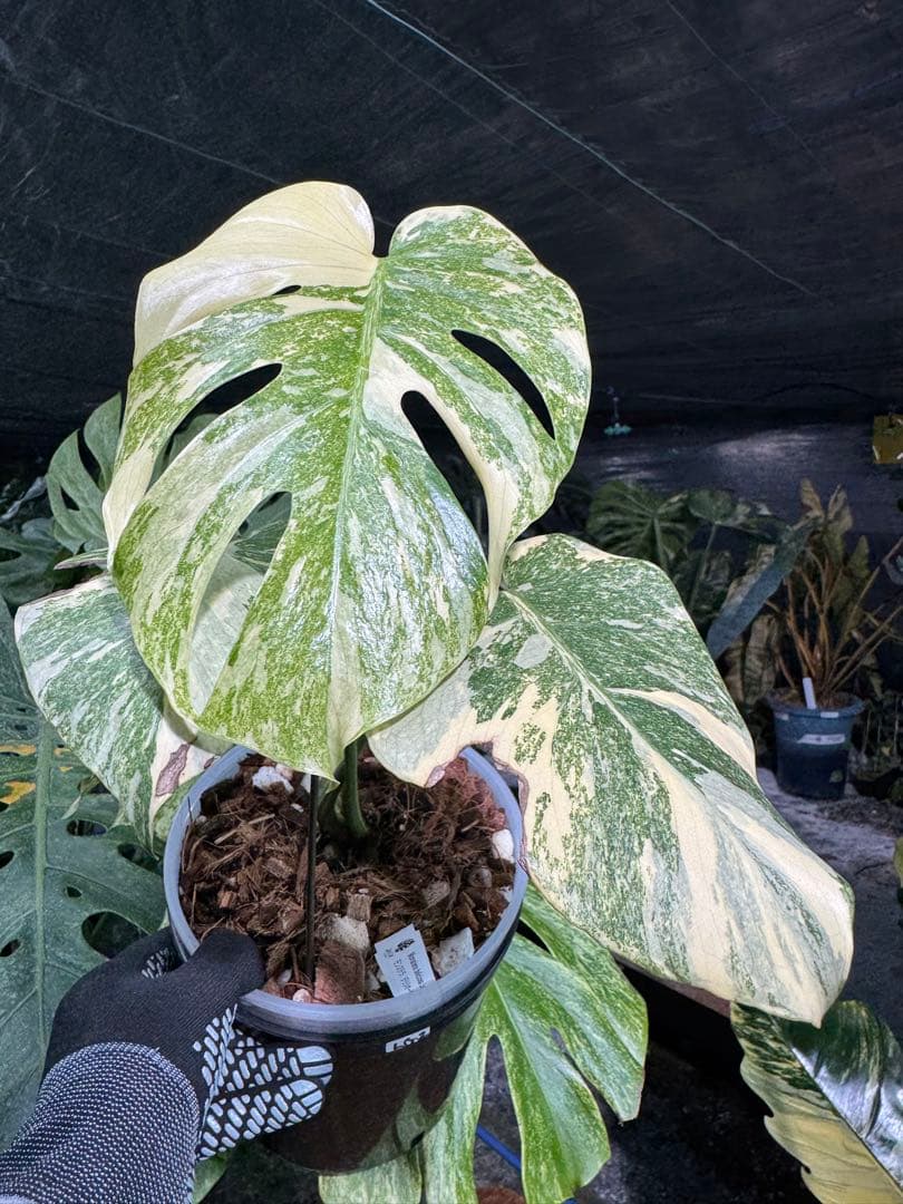 LG2モンステラ　レガシー　美斑入り株