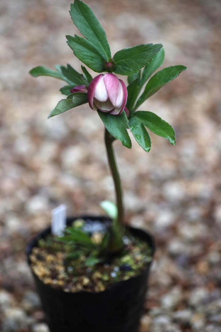 クリスマスローズ 開花株 SDアップル