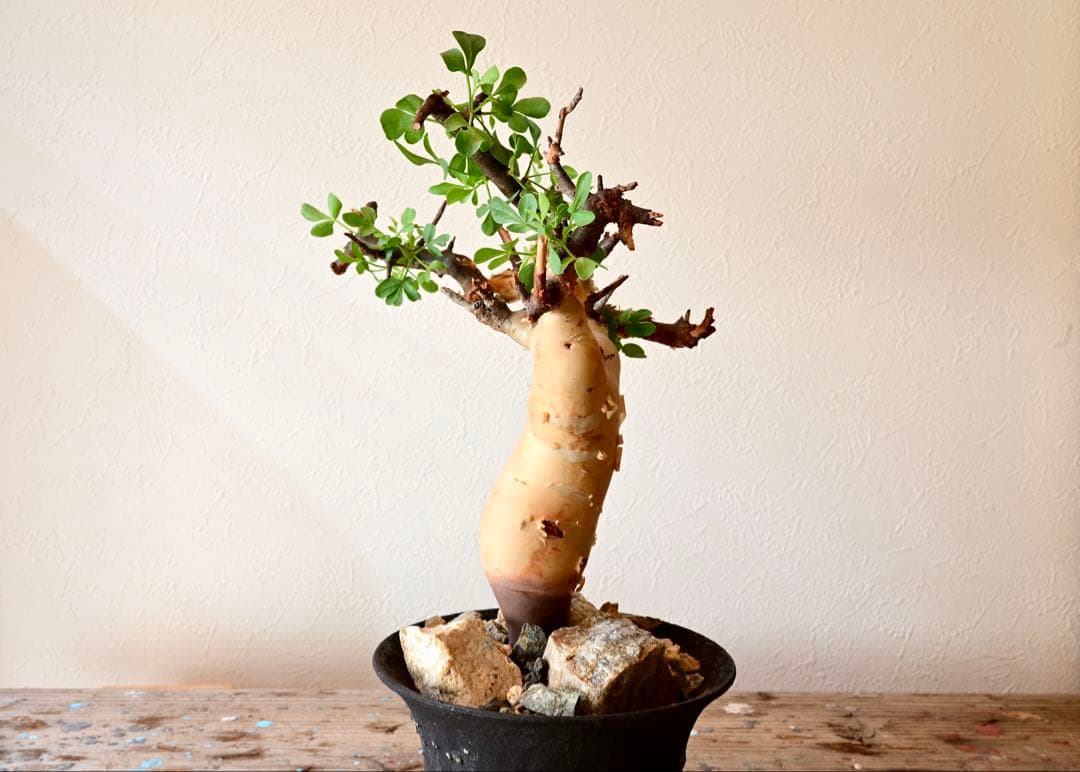 【週末限定セール】コミフォラ ピュアカタフ ソマリア産