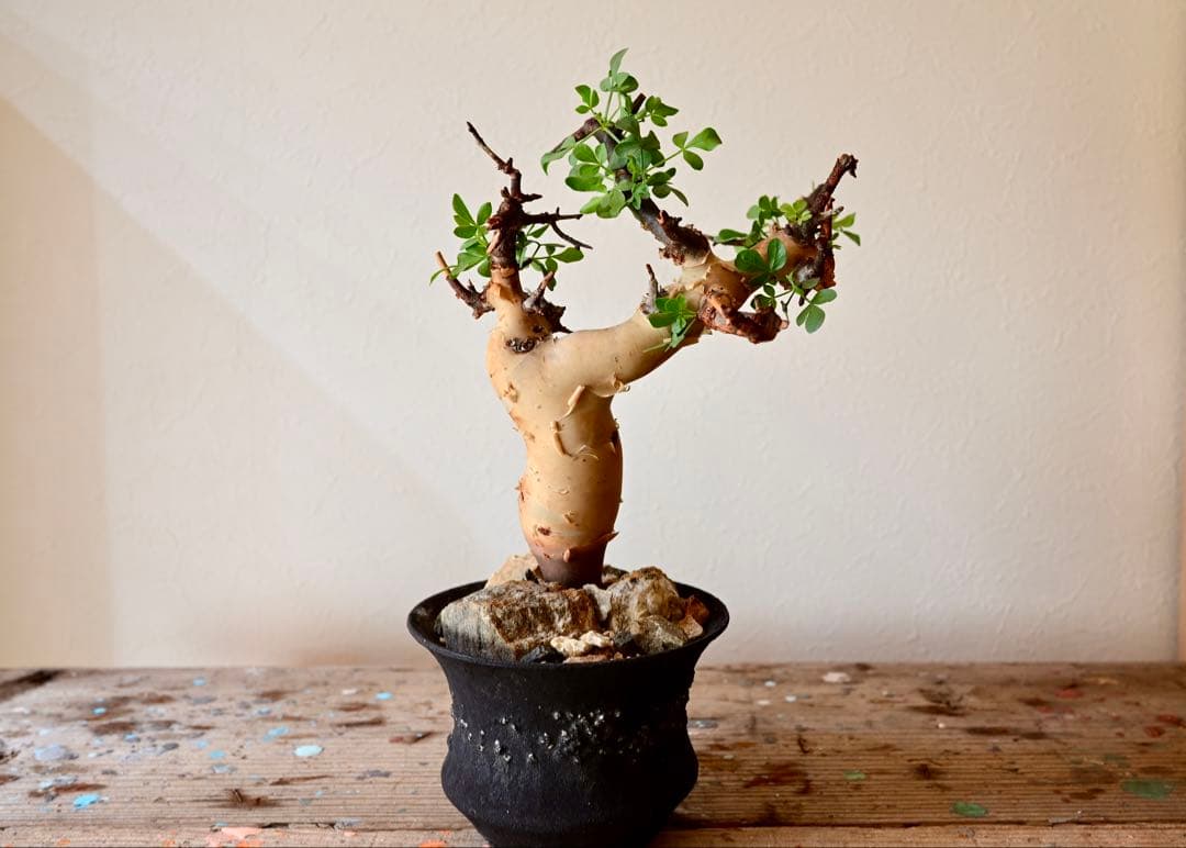 【週末限定セール】コミフォラ ピュアカタフ ソマリア産