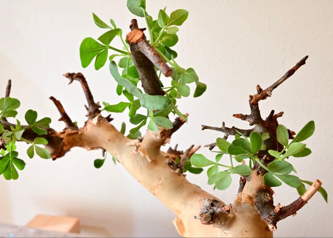 【週末限定セール】コミフォラ ピュアカタフ ソマリア産