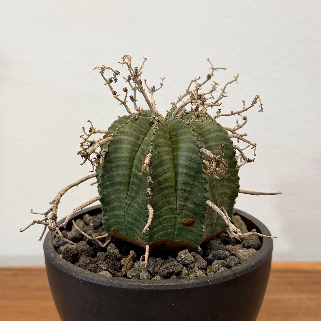 【美株】ユーフォルビア スーパーバリダ 雌株 国内実生株 塊根植物 サボテン
