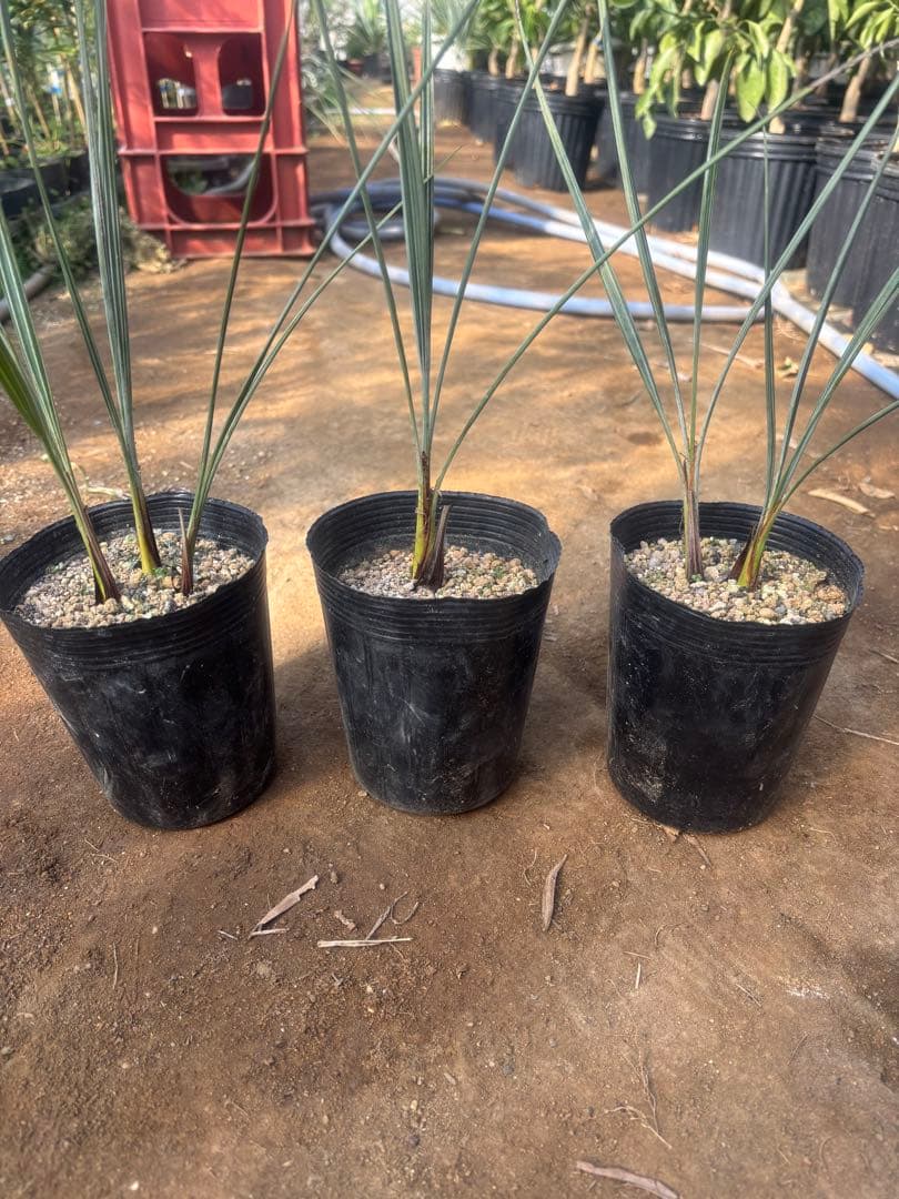 ブラヘア アルマータ 3本セット その2