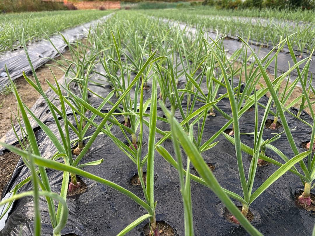 【高級品種】京都府産 ホワイト六片 にんにく苗 (無農薬栽培)50苗