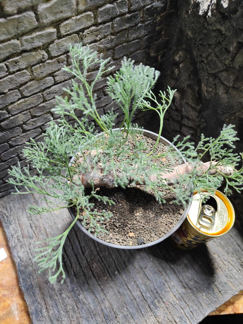 サウコカウロン　ペニクリナム　大株