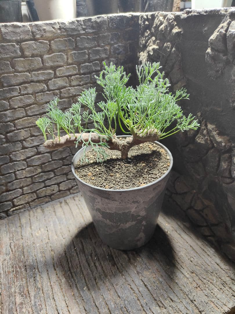 サウコカウロン　ペニクリナム　大株