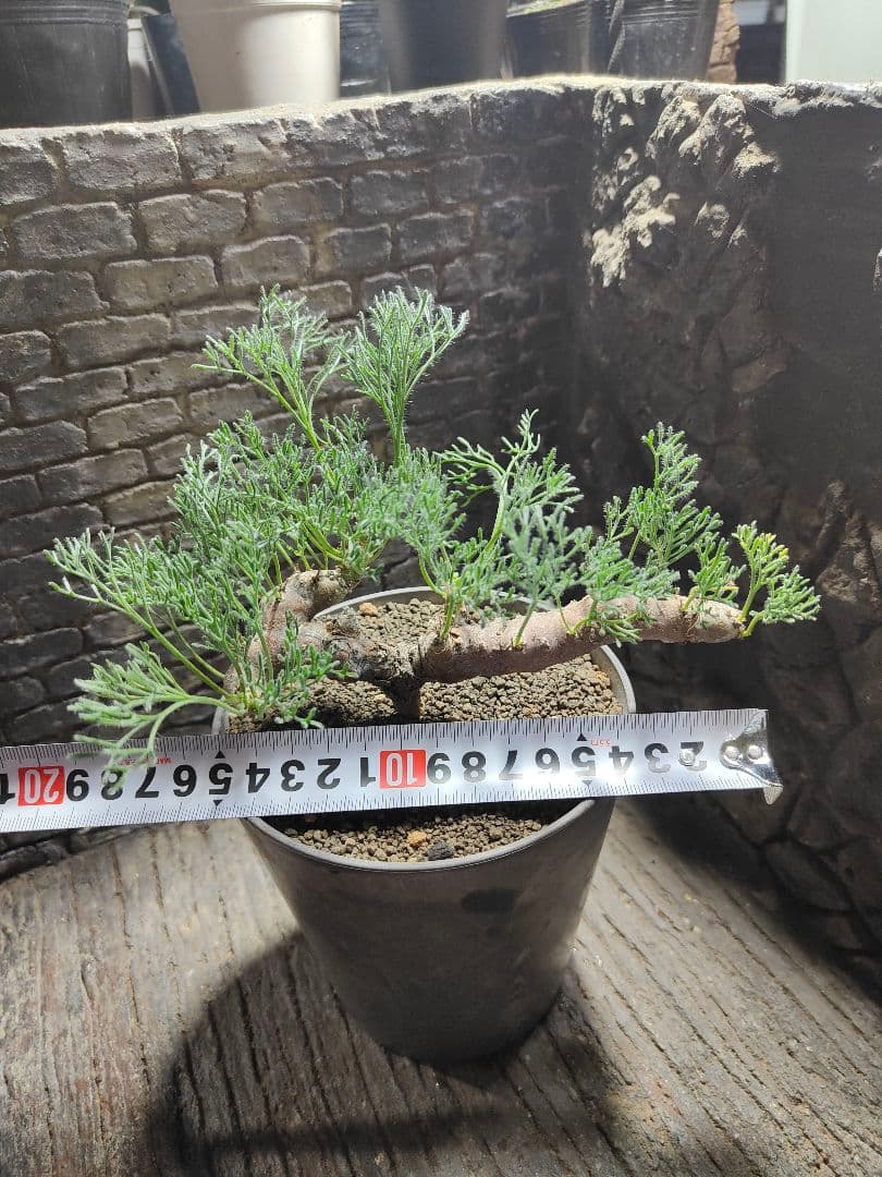 サウコカウロン　ペニクリナム　大株