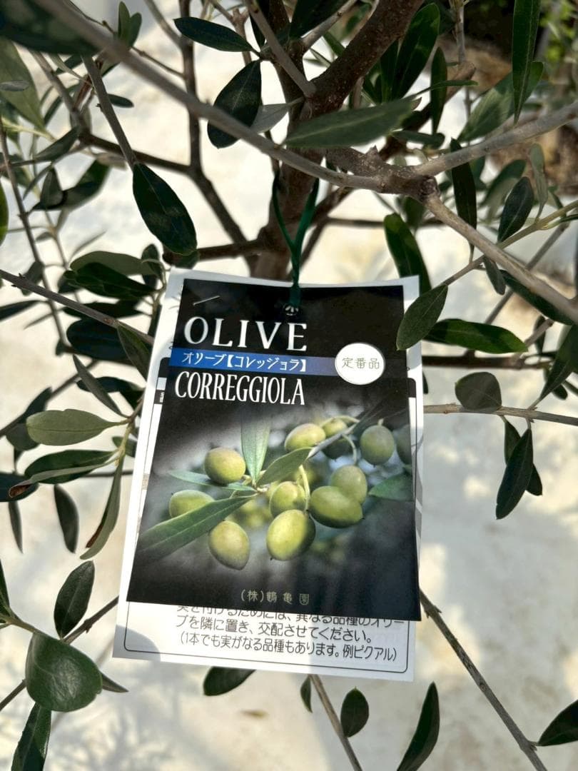 オリーブの木　コレッジョラ　8号　約130cm　K-320　現品掲載