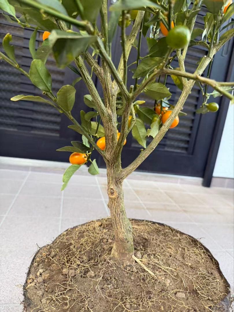 希少金柑ぷちまる 実が沢山付き 特大株 果樹　凄く甘い