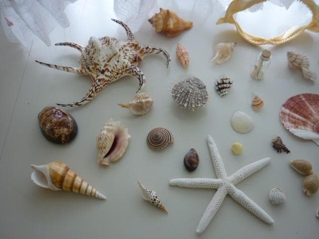 貝殻 化石 コレクション 自然インテリア まとめ売り