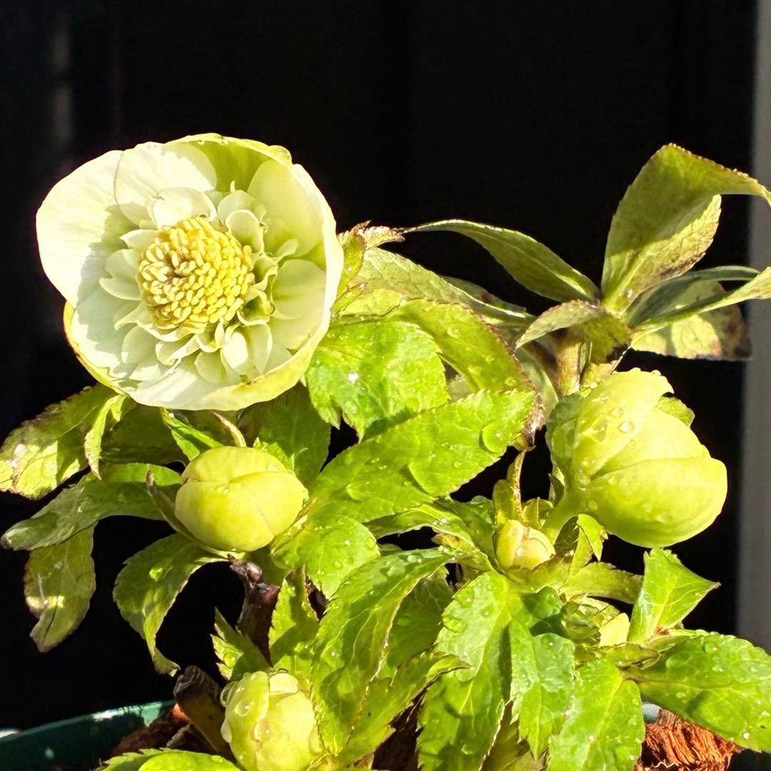 ラ*ク様 3446☘️花タグ付☘️超SD⭐️超小輪⭐️超コンパクト⭐️コロコロ手