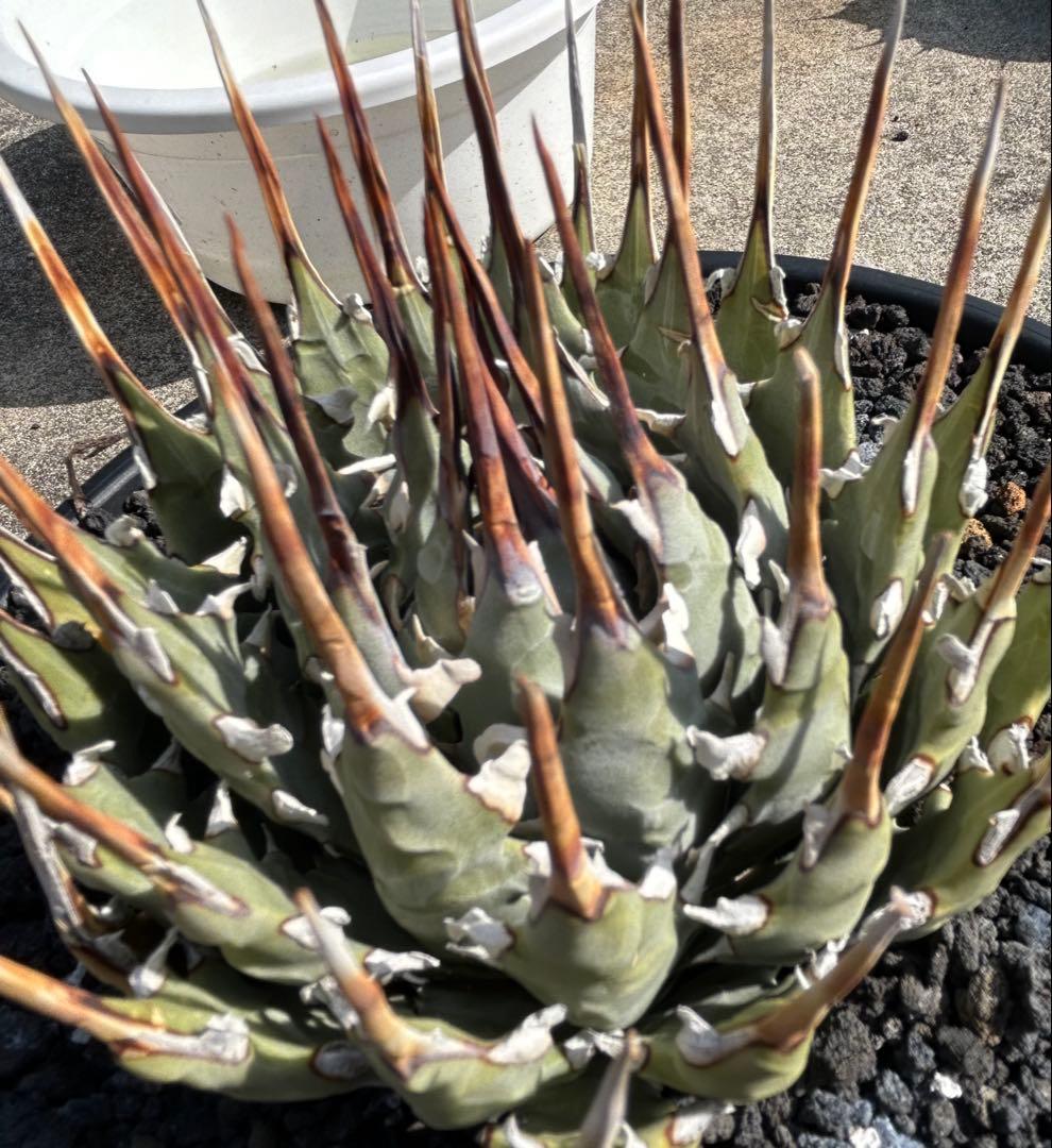 M*3様 現品Agave utahensis eborispina 短葉 極太連