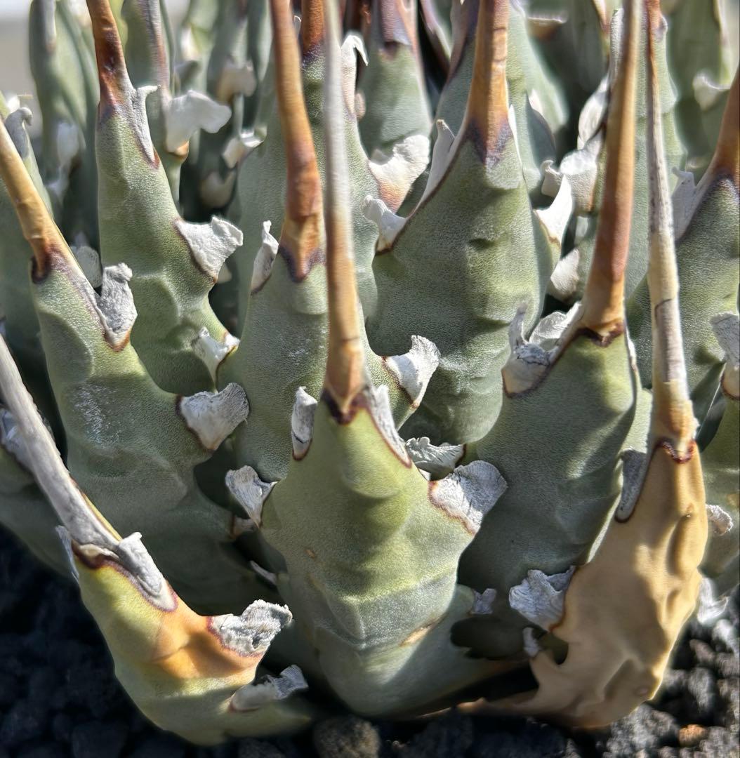 M*3様 現品Agave utahensis eborispina 短葉 極太連