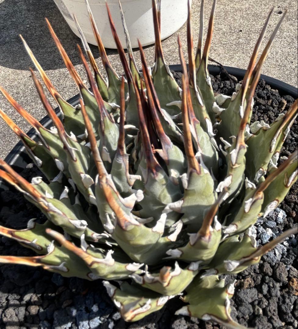 M*3様 現品Agave utahensis eborispina 短葉 極太連