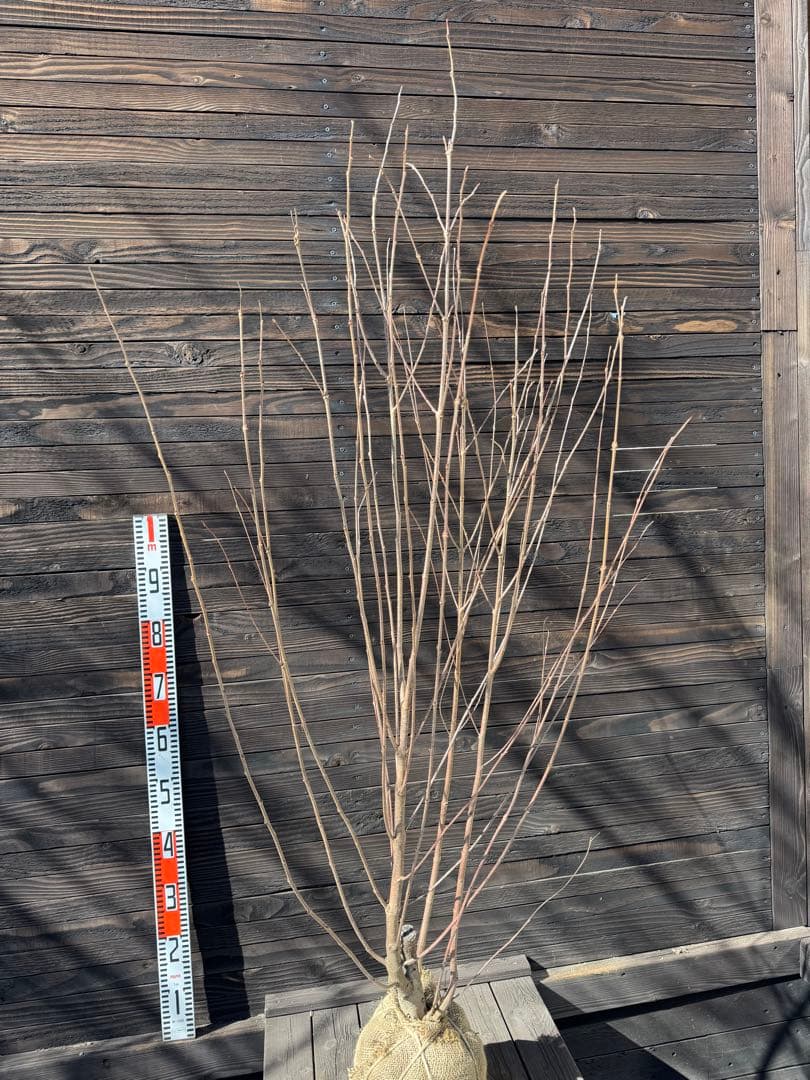 カツラ（桂）本株立ち【現品発送】管理 80051