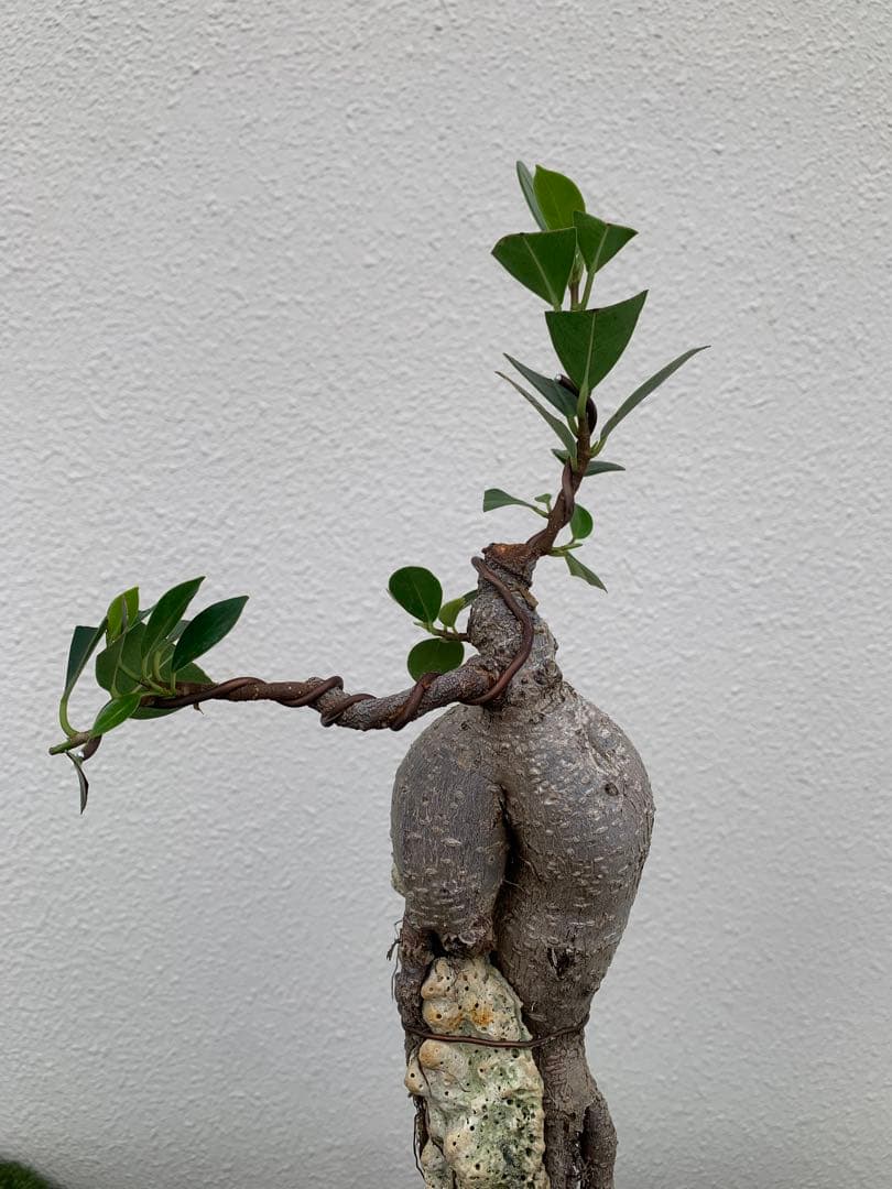 ガジュマル 盆栽