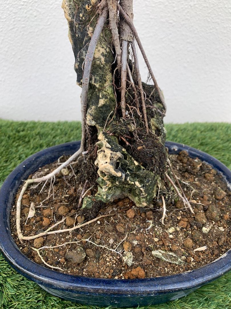 ガジュマル 盆栽