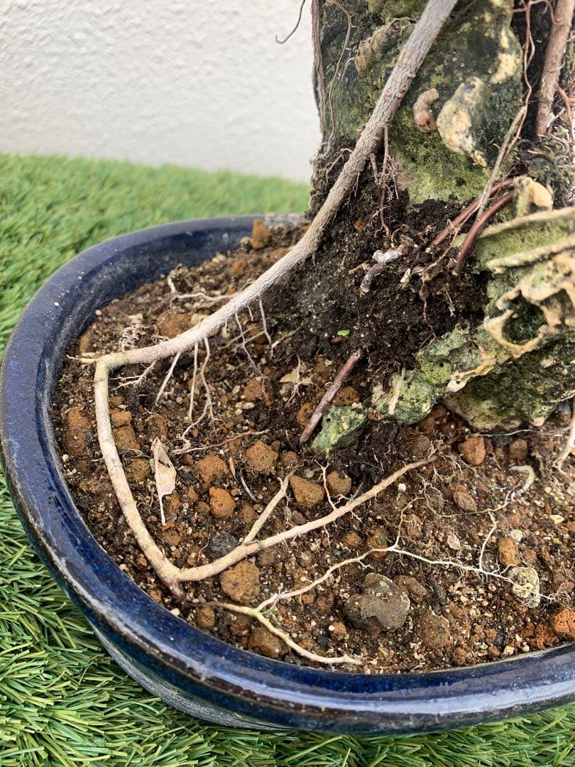 ガジュマル 盆栽