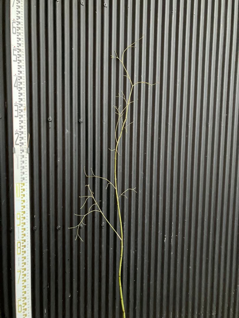 山採り　ヤマモミジ