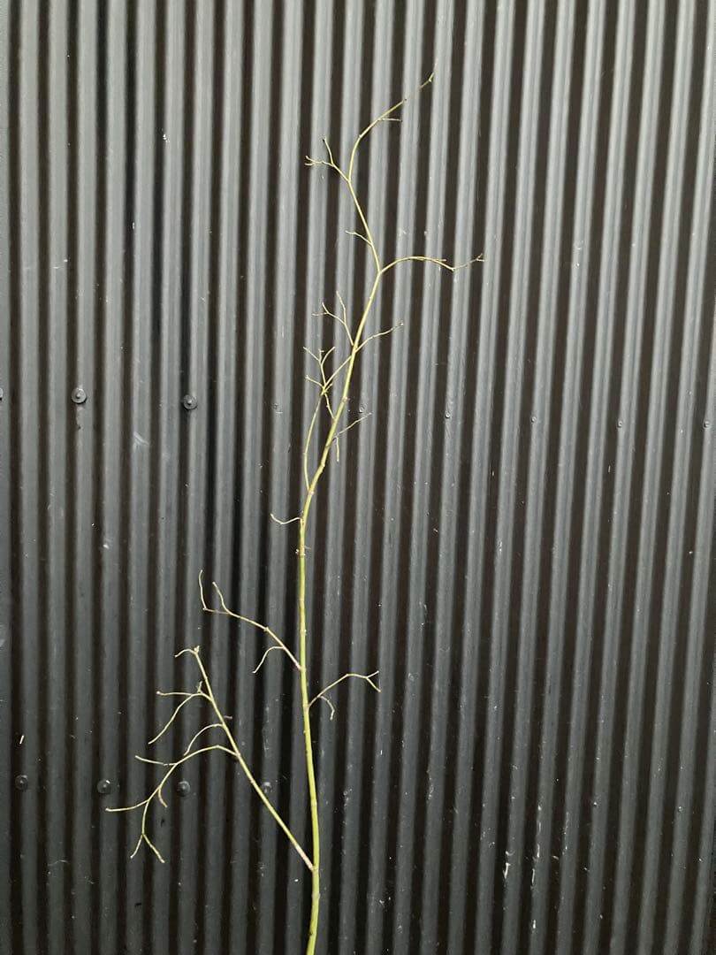 山採り　ヤマモミジ