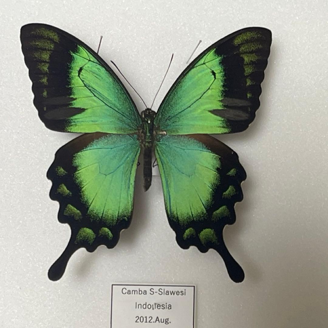 青と黒色のコントラストが美しいアゲハ蝶ドイツ箱入り標本