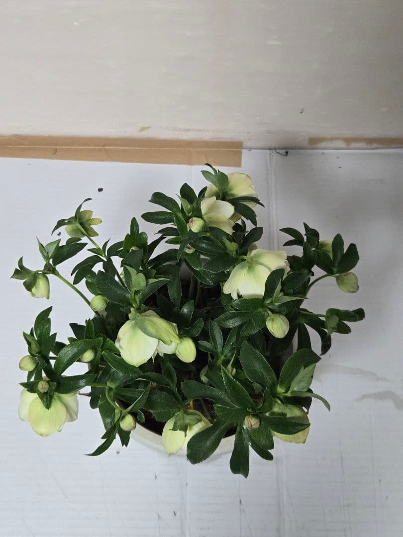 ☆クリスマスローズ☆ダブル　グリーンリップ☆7号鉢☆