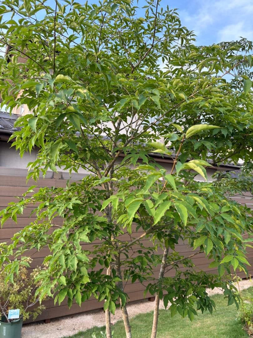 アオダモ　株立　3mオーバー　下草＋溶岩石セット