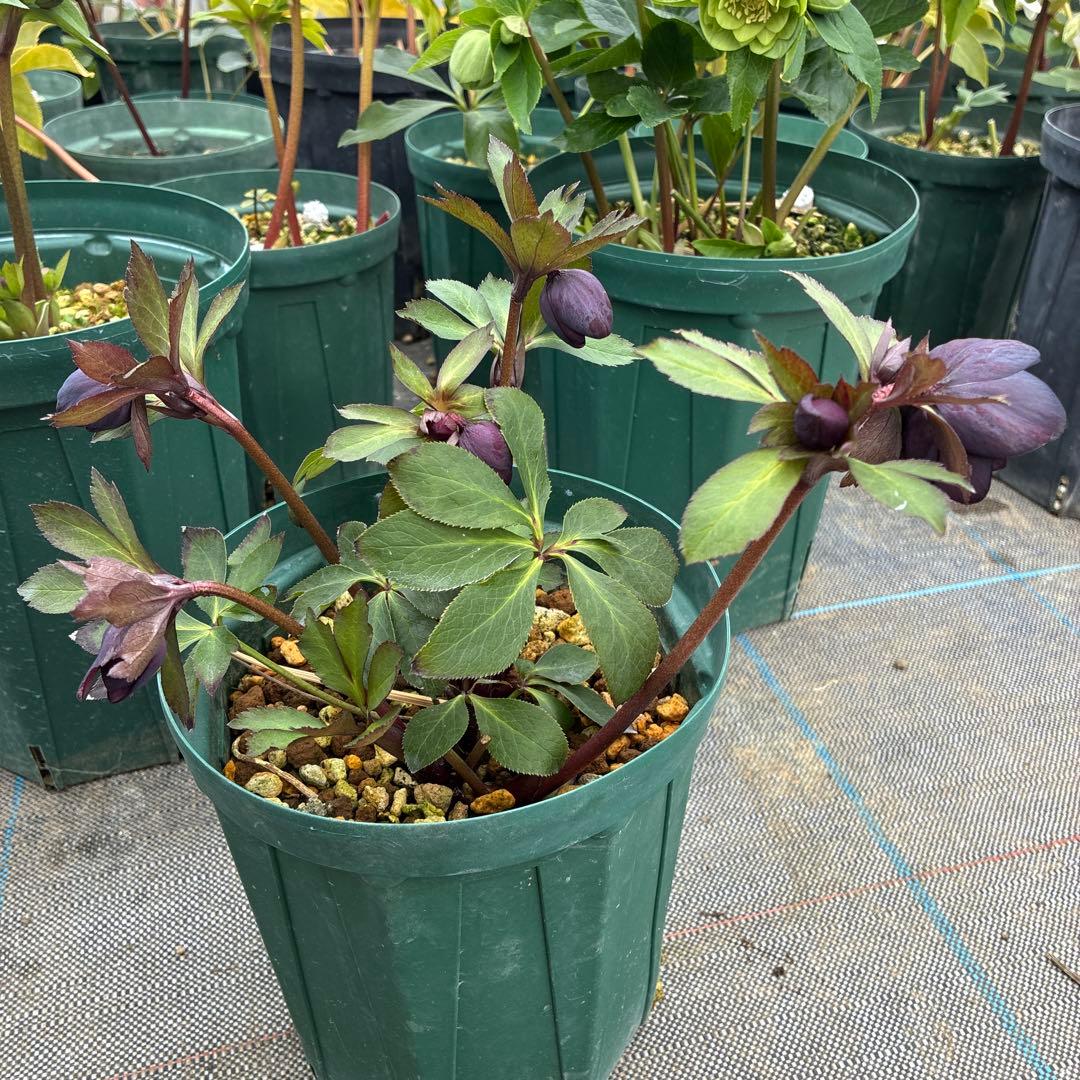 クリスマスローズ　グレープエッジ　６寸