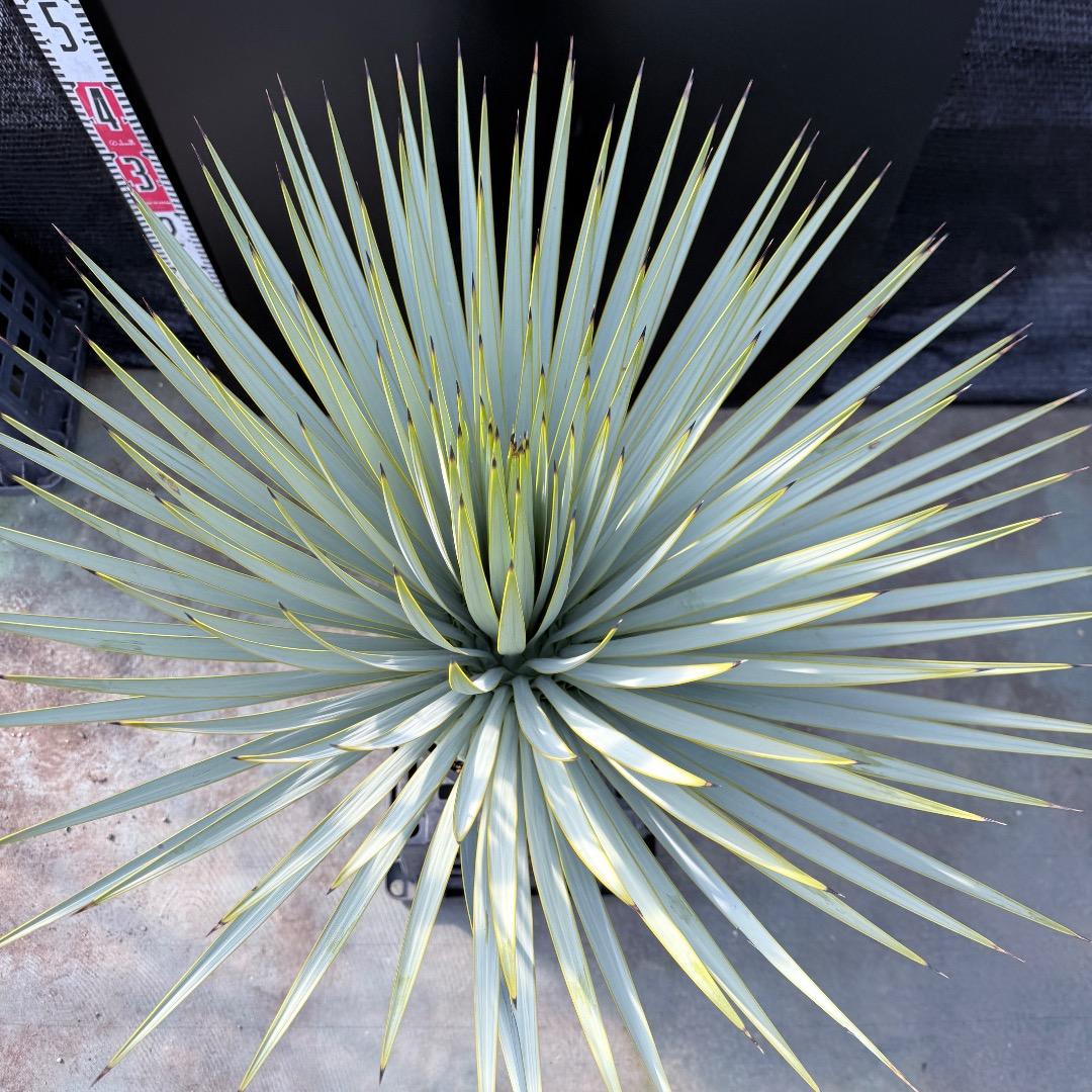 【AL1179】ユッカ　ロストラータ　超美形　極太　シルバー