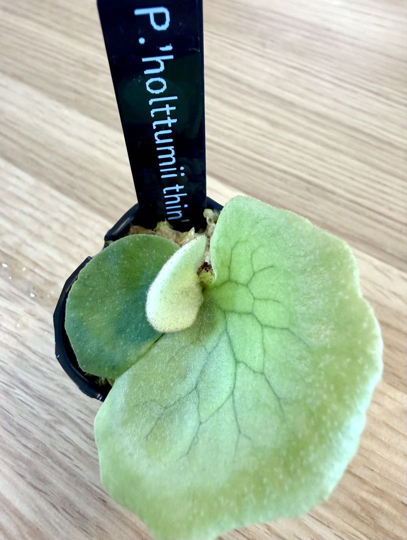 ビカクシダ　セット　OMG　リドレイドワーフなど