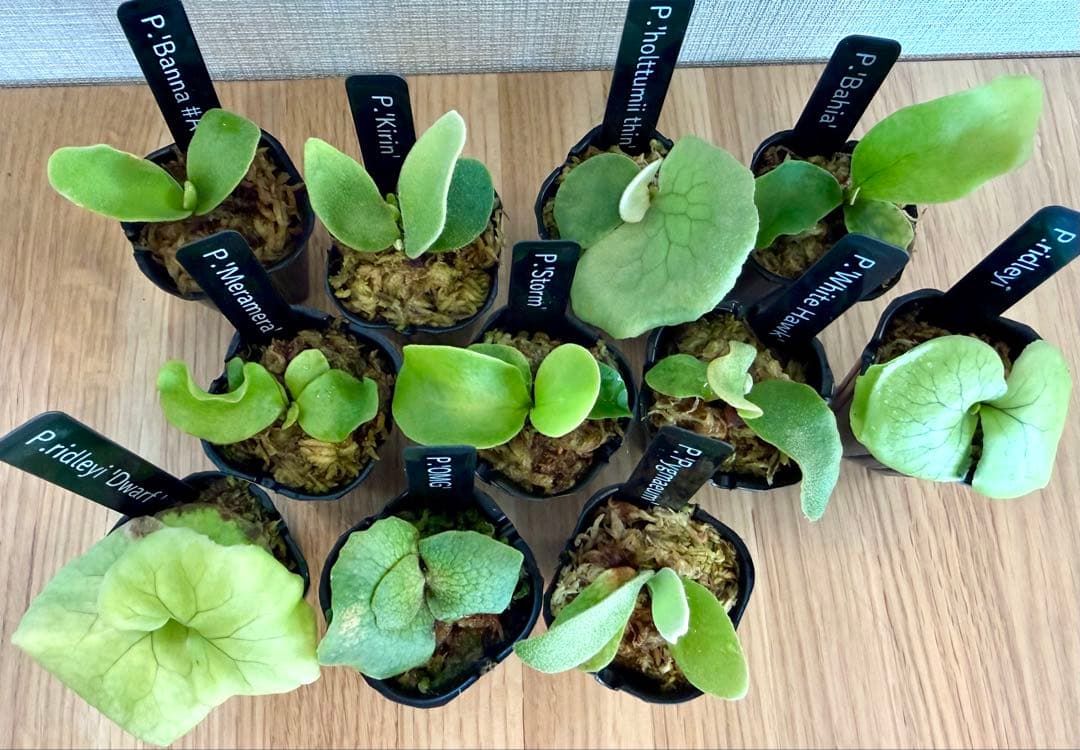 ビカクシダ　セット　OMG　リドレイドワーフなど