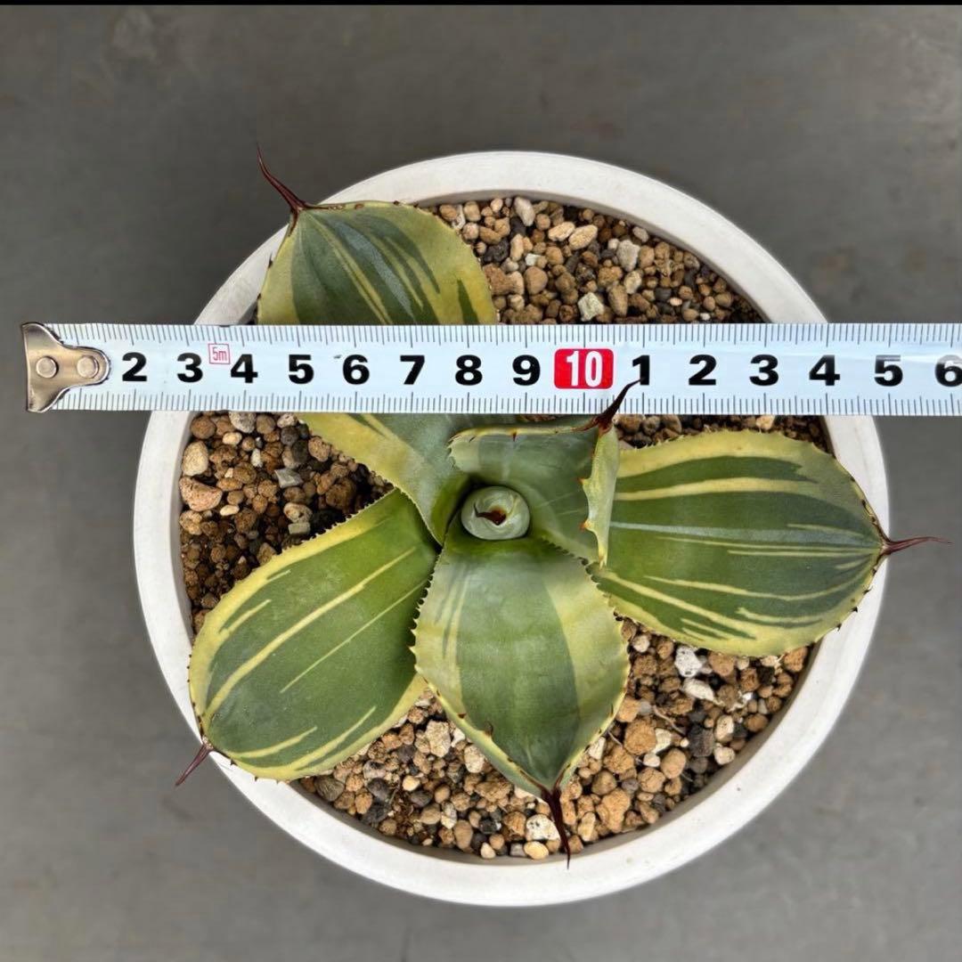 3株セット・アガベ ライムストリーク トランカータ ホーチエンシス