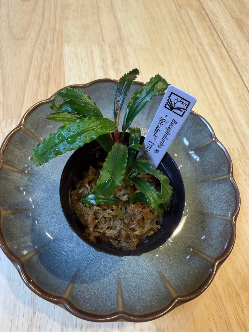 ブセファランドラお得セット B