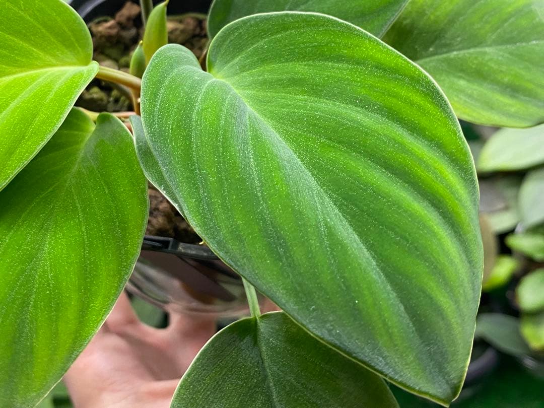 Homalomena sp. \"Kapuas-2\"【AZ0317-3】大株