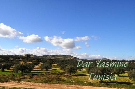 オリーブの木 個性あふれる１点もの　薄型　 大胆な姿に惚れ惚れ　約48cm