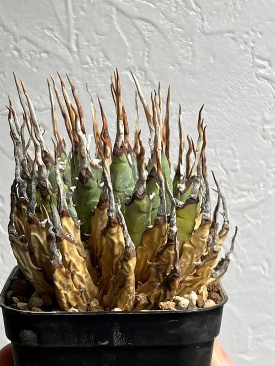 ◾️エボリスピナ陽炎⑦◾️短葉 ホワイトスパイン 発根済み