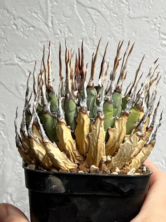 ◾️エボリスピナ陽炎⑦◾️短葉 ホワイトスパイン 発根済み