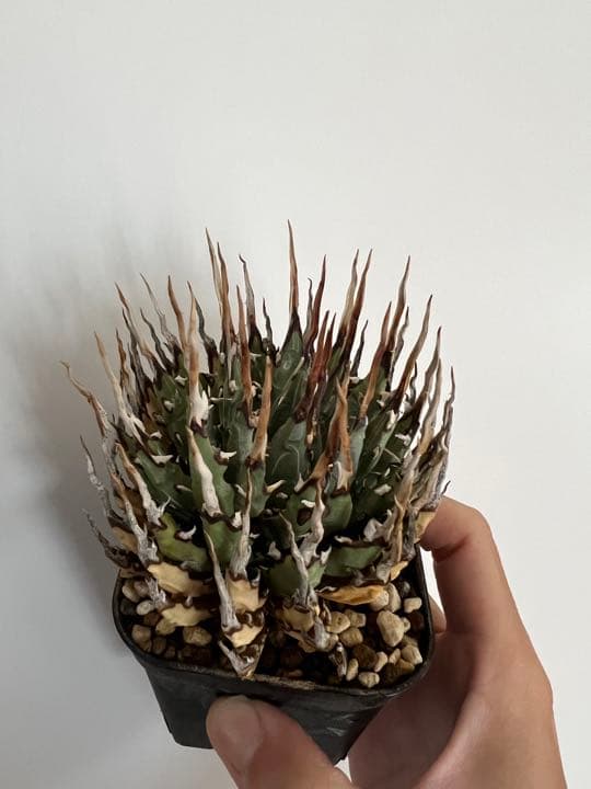 ◾️エボリスピナ陽炎⑦◾️短葉 ホワイトスパイン 発根済み