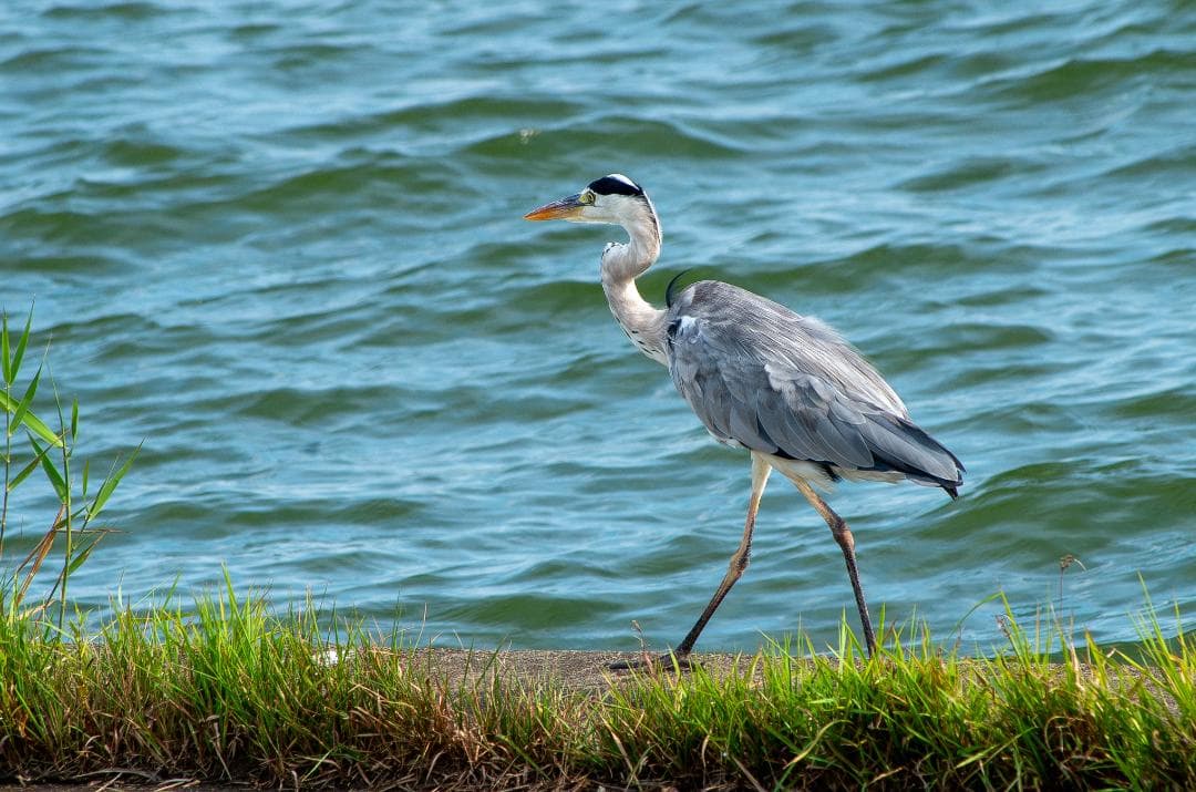 【黒死病修理済】【整備済】【極上品】PENTAX K-50（4,017枚）