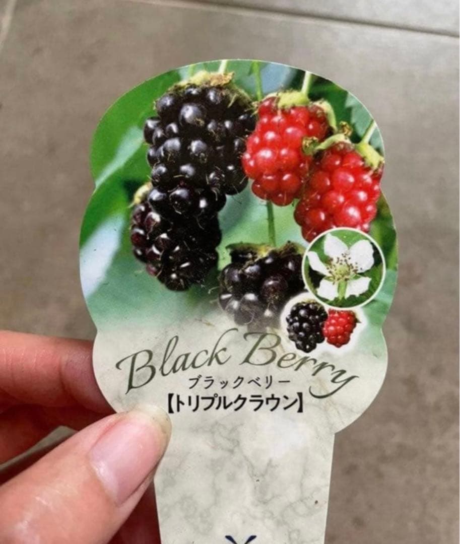 【Ryutaro】ブラックベリートリプルクラウン　取り木苗　20株