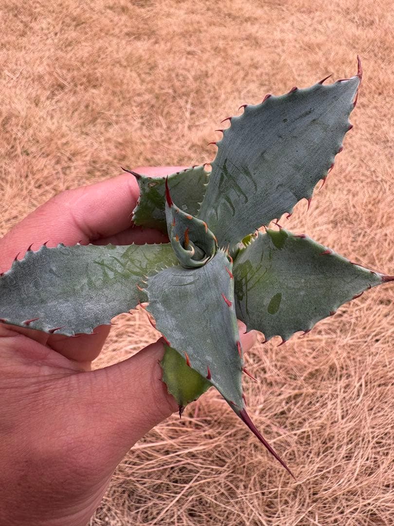 アガベ　パライシ　パラサナ×イシスメンシス　ハイブリッド　胴切り子株