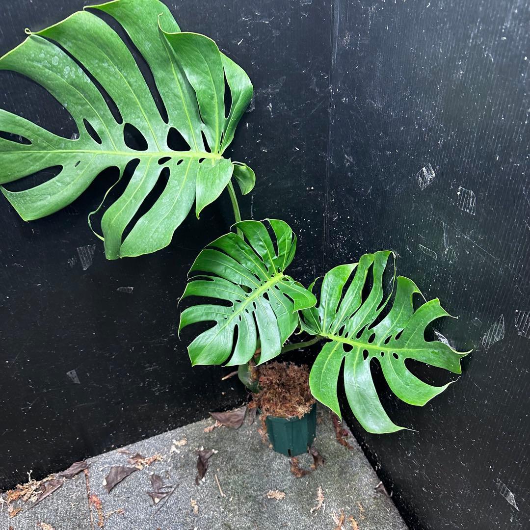 -*-様 モンステラデリシオーサマクロコズム超希少系統鉢植え72㎝