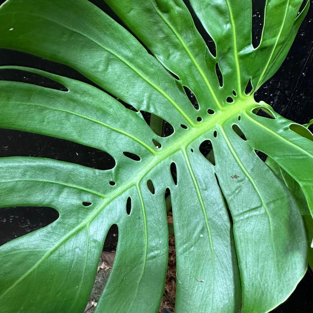 -*-様 モンステラデリシオーサマクロコズム超希少系統鉢植え72㎝
