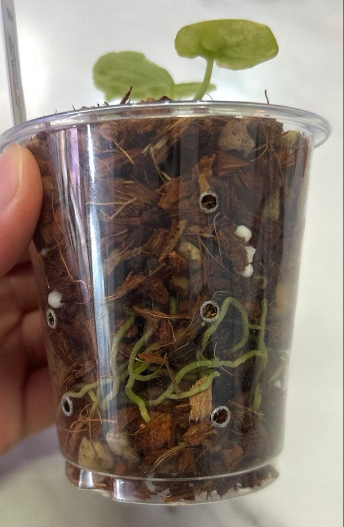 【レア】 アンスリウム　クリスタリナム　ミント　斑入り